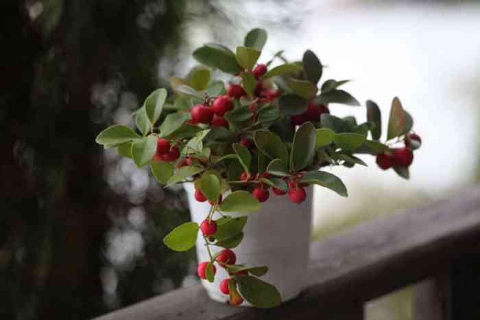 Wintergreen extract alcohol harvest make gaultheria procumbens ouroneacrefarm